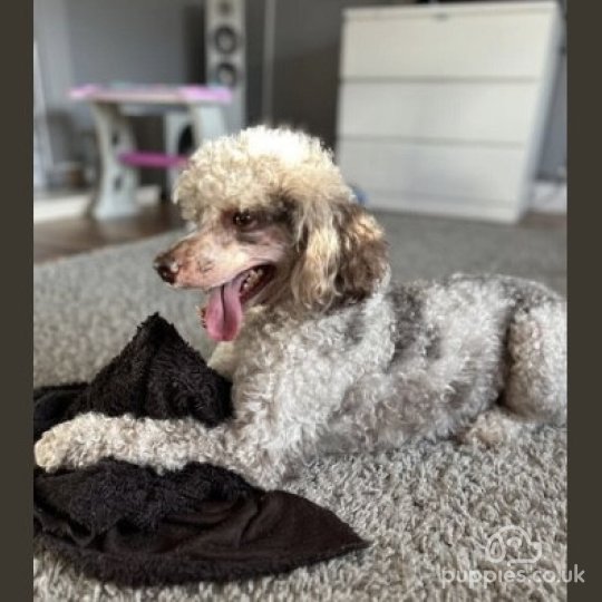 Miniature Poodle