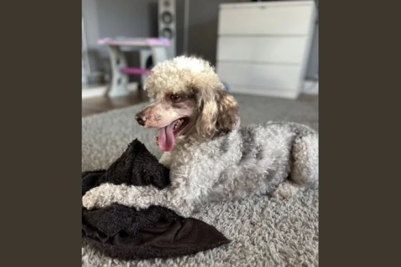 Miniature Poodle