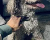 Miniature Poodle