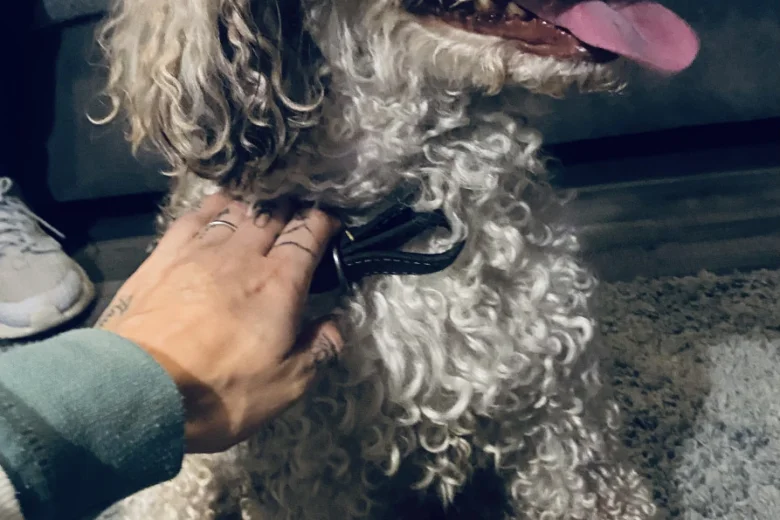 Miniature Poodle