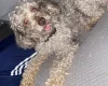Miniature Poodle