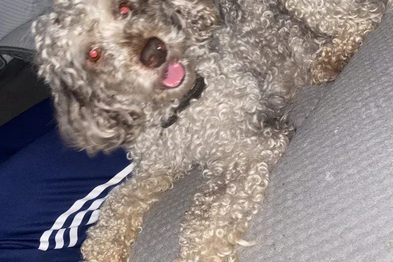Miniature Poodle