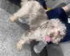 Miniature Poodle