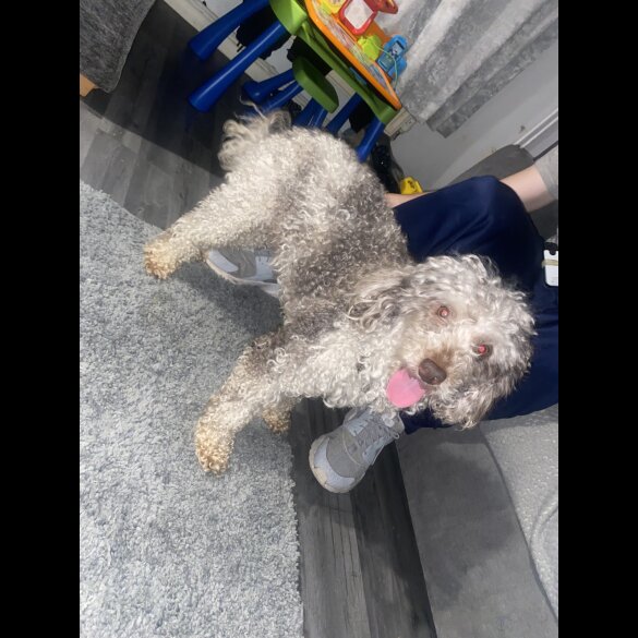 Miniature Poodle