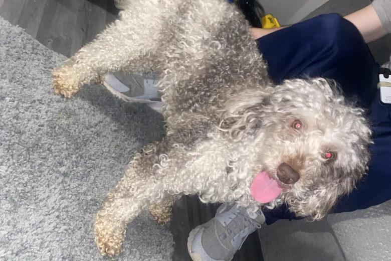 Miniature Poodle