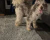 Miniature Poodle