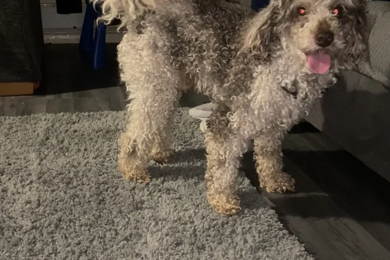 Miniature Poodle