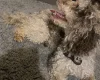 Miniature Poodle