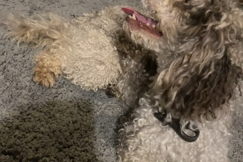 Miniature Poodle
