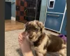 Miniature Poodle