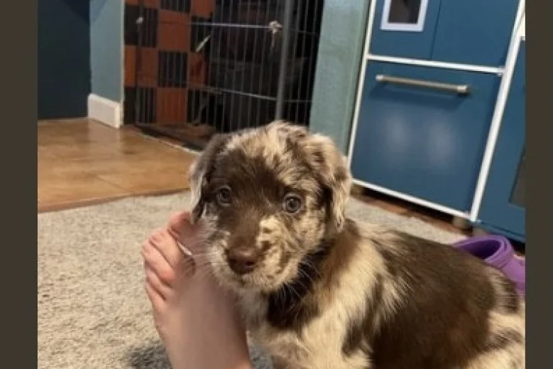 Miniature Poodle
