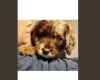 Miniature Poodle