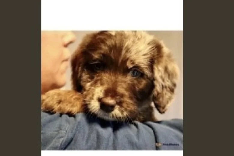 Miniature Poodle