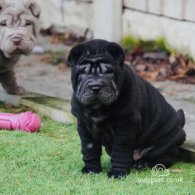 Shar Pei