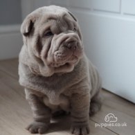 Shar Pei