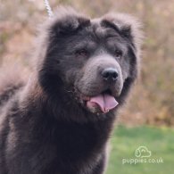 Shar Pei