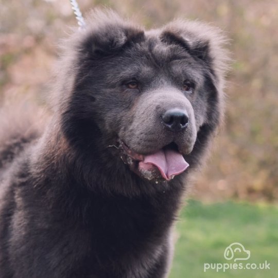 Shar Pei