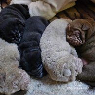 Shar Pei