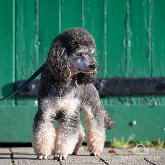 Toy Poodle