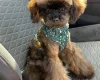 Toy Poodle