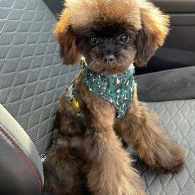 Toy Poodle