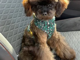 Toy Poodle