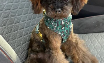 Toy Poodle