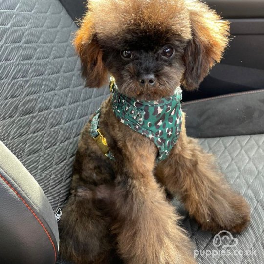 Toy Poodle