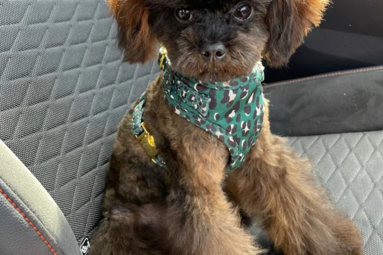 Toy Poodle