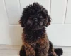 Toy Poodle