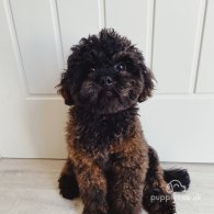 Toy Poodle