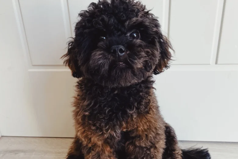 Toy Poodle