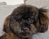 Toy Poodle