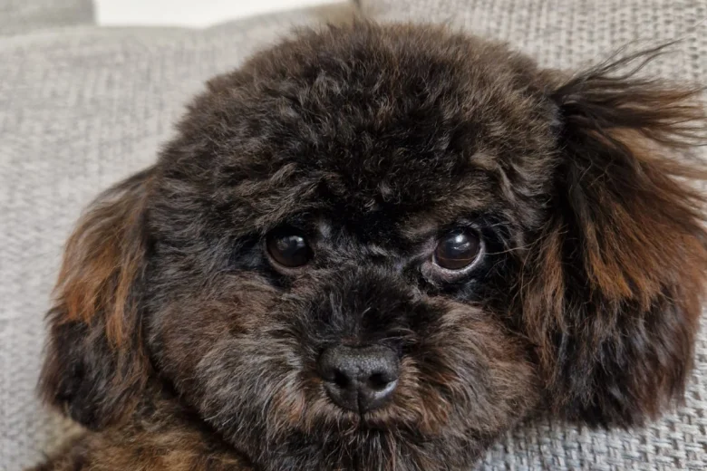 Toy Poodle