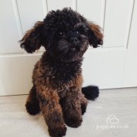 Toy Poodle