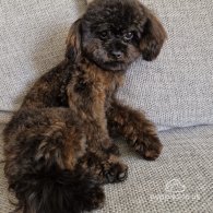 Toy Poodle