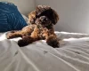 Toy Poodle