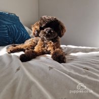 Toy Poodle