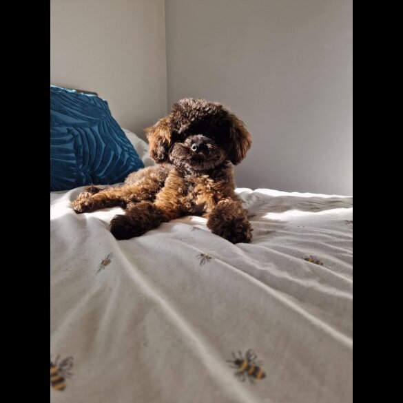 Toy Poodle