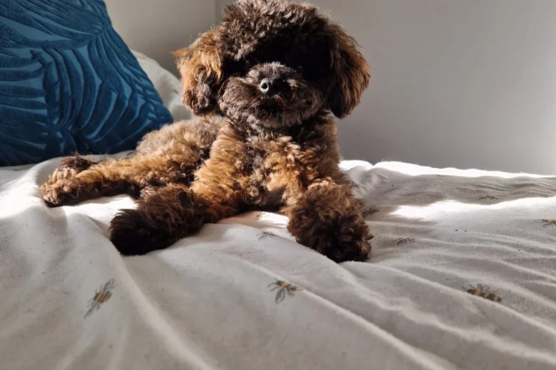 Toy Poodle