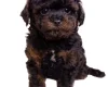 Toy Poodle