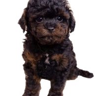 Toy Poodle