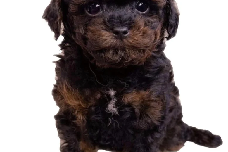 Toy Poodle