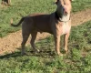 American Bulldog