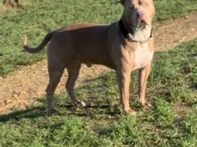 American Bulldog