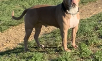 American Bulldog