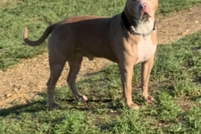 American Bulldog