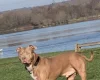 American Bulldog