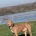American Bulldog