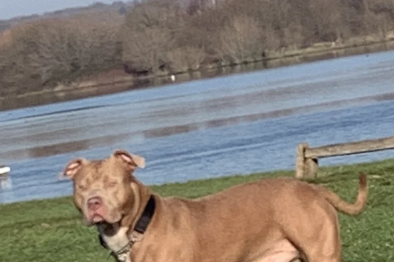 American Bulldog